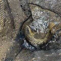 渓流、本流、池、海などの釣り仲間募集 - 松本市