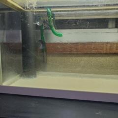 ☆水槽☆60cm上下2個セットです。の画像
