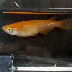 楊貴妃メダカ    2種類 　5匹