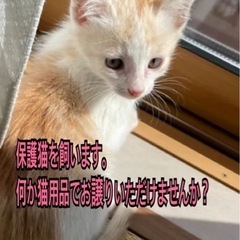 猫用品お譲りしてください🙇‍♀️保護猫を飼う予定