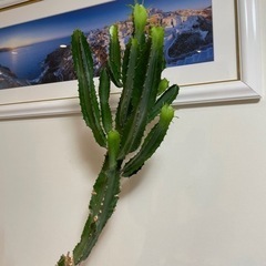 サボテン　上の部分
