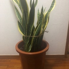 虎の尾の画像