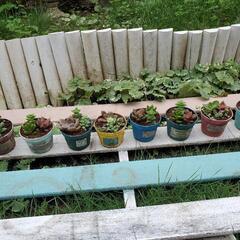 100円均一✿ミニ多肉植物寄せ植