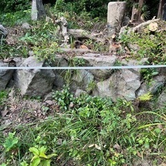 庭石　石　石積