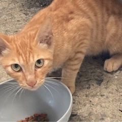 茶トラ　迷い猫