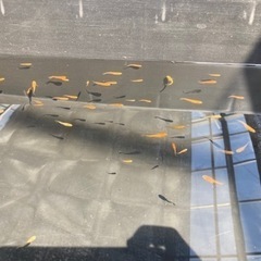 楊貴妃　ミユキフルボディー　1匹　100円