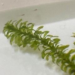 グッピー　稚魚🐟✨15匹　の画像