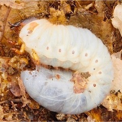 カブトムシ幼虫3匹セット