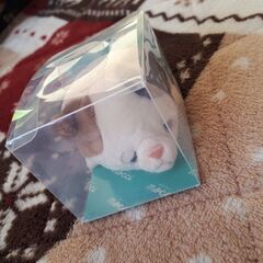 おきもの　マスコット