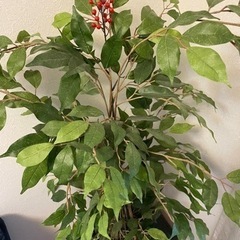 光触媒 人工観葉植物 ベンジャミン　フェイクグリーンの画像