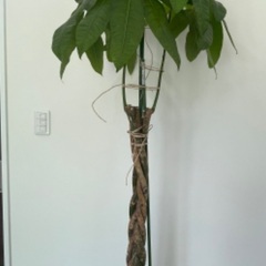 パキラ　観葉植物　