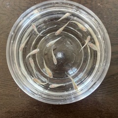 白メダカ差し上げます
