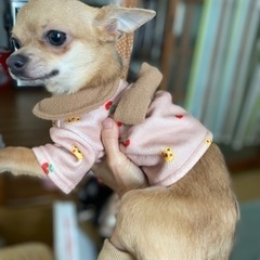 スムース　チワワ　♀１歳