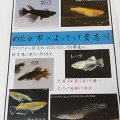 和歌山　よってって貴志川店　注文即売会