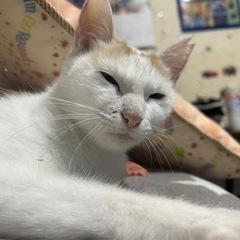 可愛いオッドアイとステキな鍵シッポの茶白の女の子❤️ − 岐阜県