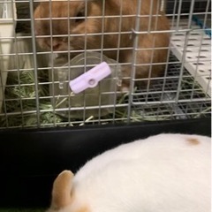 ネザーランドドワーフ　オスとメス【決まりました】