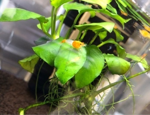 オレンジルリーシュリンプ【放卵個体含む】50匹以上