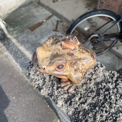 セラミクカエルの画像