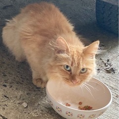 茶トラ毛長　迷い猫