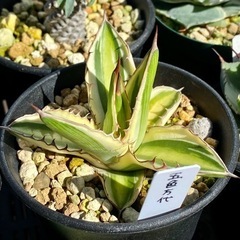 多肉植物セットの画像
