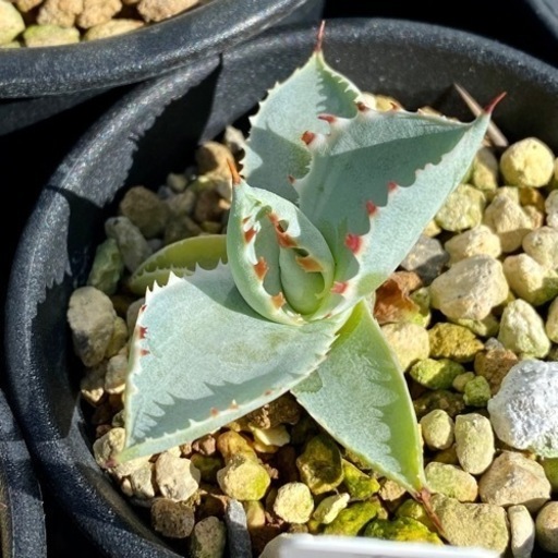 多肉植物セット