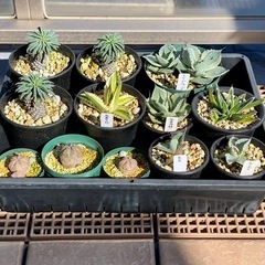 多肉植物セット
