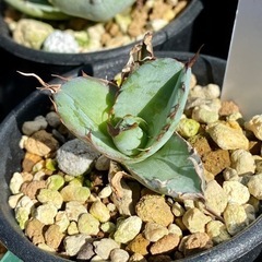 多肉植物セットの画像