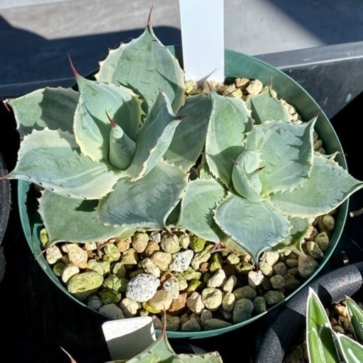 多肉植物セット