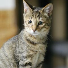 子猫その２　きじとら　メス