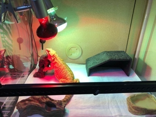 フトアゴヒゲトカゲ 飼育セット フトアゴ 爬虫類 リクガメ