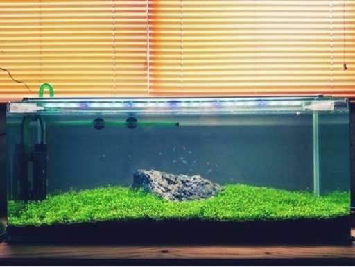 【格安】アクアリウムフレームレス水槽　ライト付き