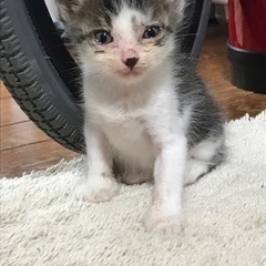 生後1週間の子猫
