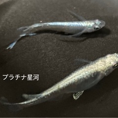 元気いっぱいのプラチナ星河