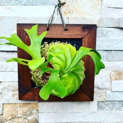 リドレイ c◆ ビカクシダ P.ridleyi spore 胞子培養株