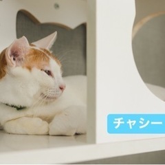 多頭飼育崩壊レスキュー白茶猫ちゃんです(^^)