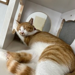 多頭飼育崩壊レスキュー白茶猫ちゃんです(^^) - 下関市