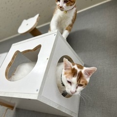 多頭飼育崩壊レスキュー白茶猫ちゃんです(^^) − 山口県