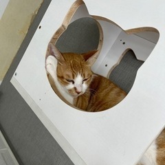 多頭飼育崩壊レスキュー白茶猫ちゃんです(^^) - 猫