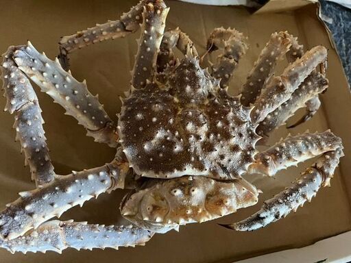 噴火湾産　タラバガニ