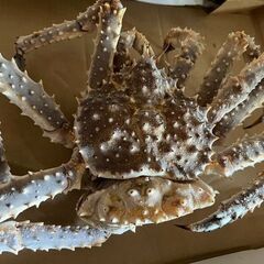 噴火湾産　タラバガニ