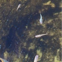 メダカ サファイア 若魚サイズ 10匹