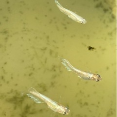 メダカ レッドクリフダークタイプ 選外 若魚サイズ 5匹