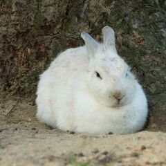 🐰🥕🐰🥕【９/２０～９/３０まで】日払いだから毎日が給料日！🐰🥕🐰🥕