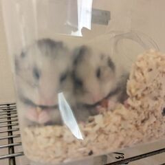 長毛ゴールデンハムスター4ヶ月