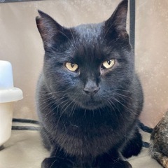タンゴ　まんまるやさしい　地域猫里親募集 - 総社市