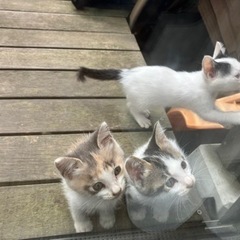生後２ヵ月　子猫の里親を探しています