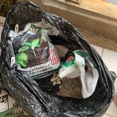 発芽用の土と軽石