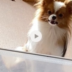 新しい飼い主さん募集