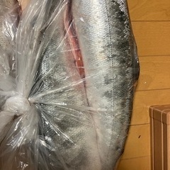 アキアジ