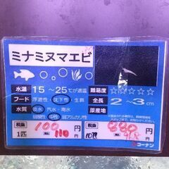 ミナミヌマエビ　激安1匹20円～(15匹300円～)　要在庫問合せの画像